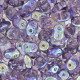 SuperDuo perlen 2.5x5mm Tanzanite AB